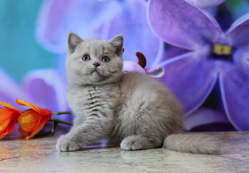 Dayna British Shorthair female, lilac