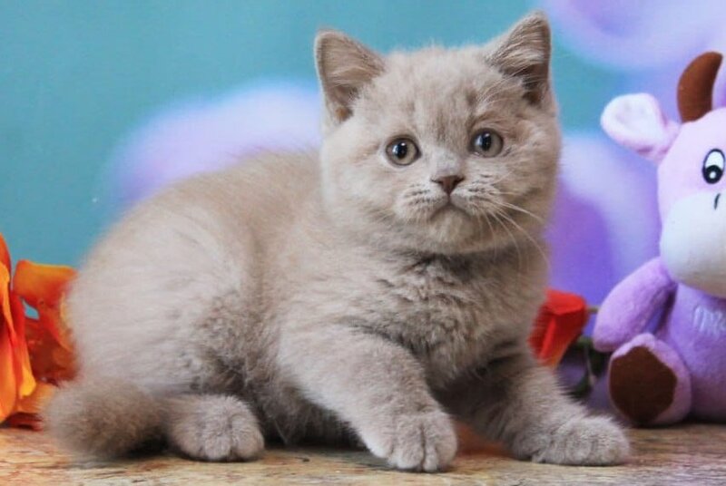 Dayna British Shorthair female, lilac