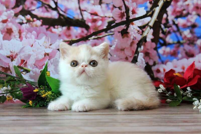 Fayra Exotic female, cream harlequin