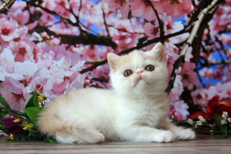 Fayra Exotic female, cream harlequin