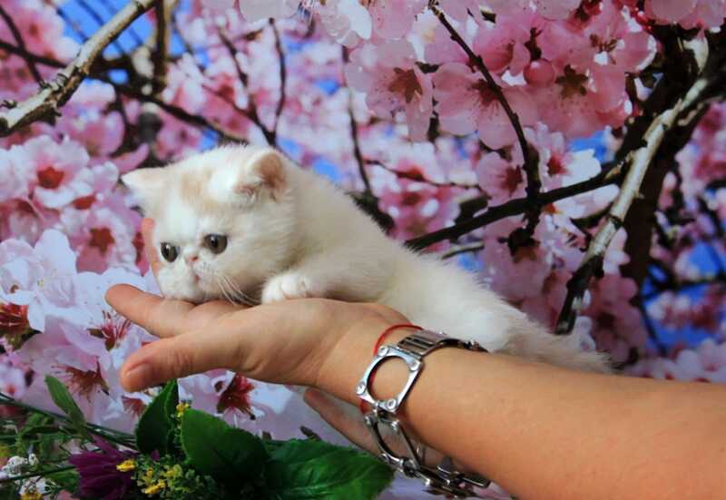 Fayra Exotic female, cream harlequin