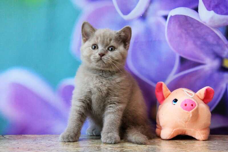 Darina British Shorthair female, blue