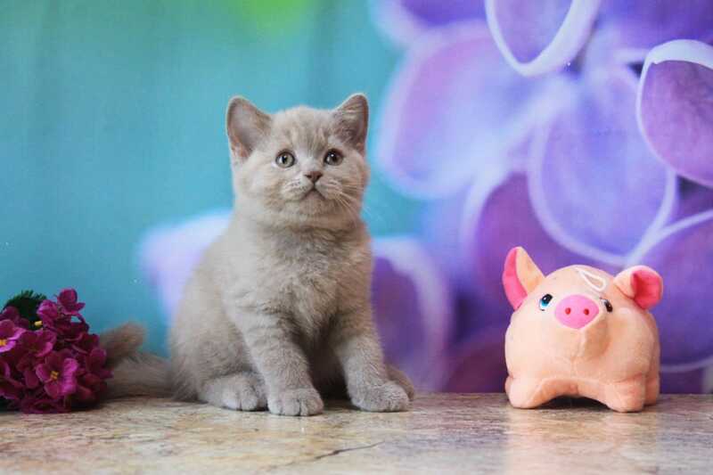 Darina British Shorthair female, blue