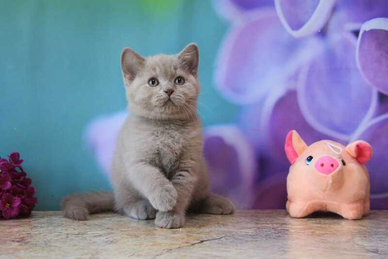 Darina British Shorthair female, blue