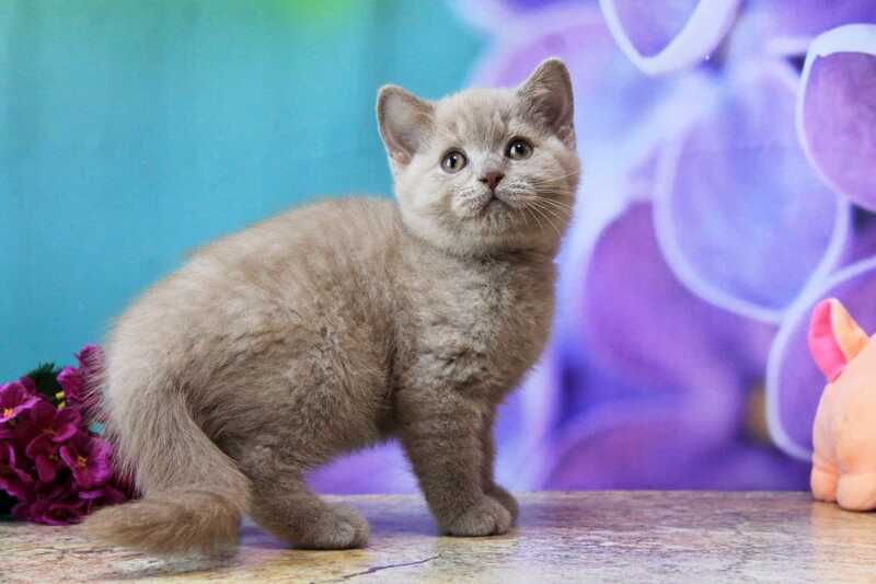 Darina British Shorthair female, blue