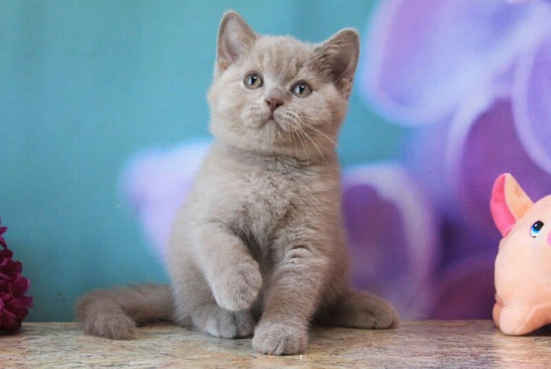 Darina British Shorthair female, blue