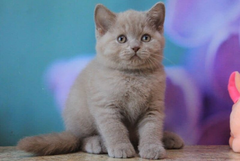 Darina British Shorthair female, blue