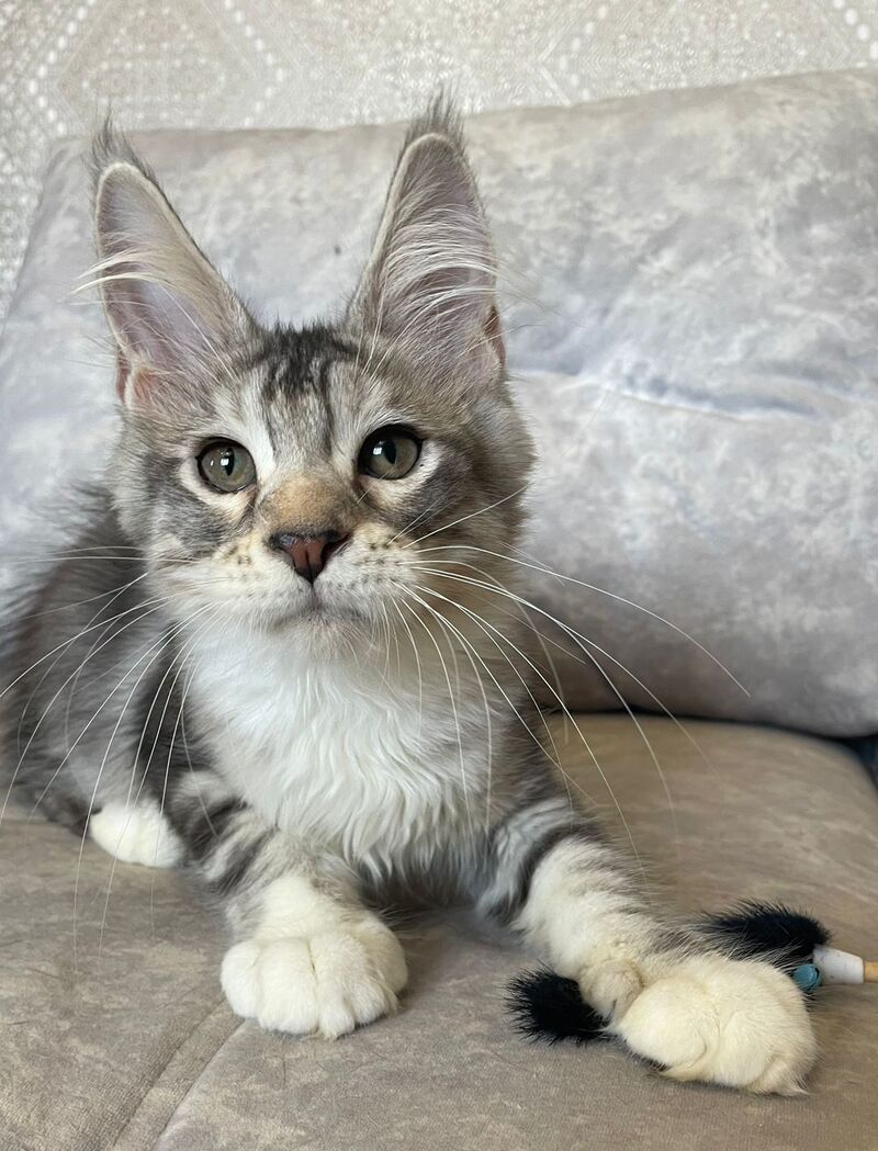 Gina Maine Coon female, black tortie silver with white tabby