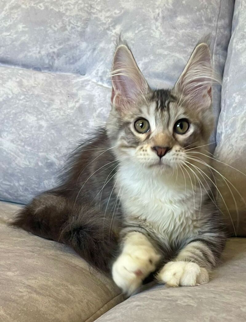 Gina Maine Coon female, black tortie silver with white tabby