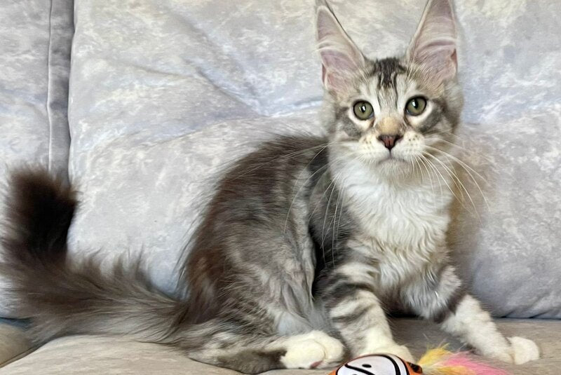 Gina Maine Coon female, black tortie silver with white tabby
