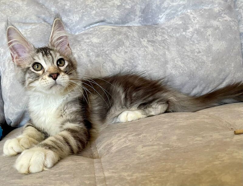 Gina Maine Coon female, black tortie silver with white tabby