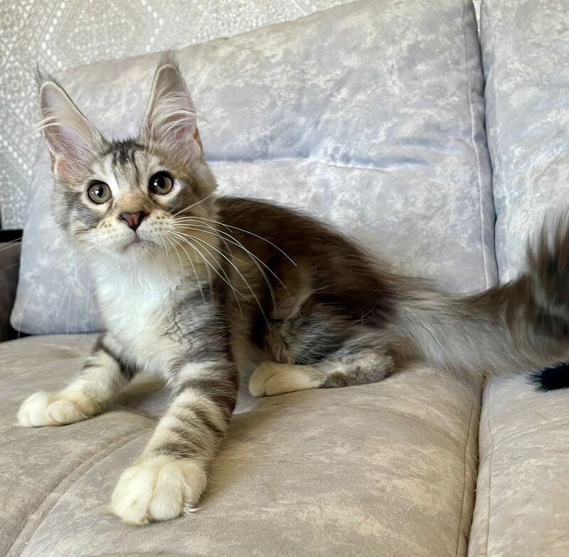 Gina Maine Coon female, black tortie silver with white tabby