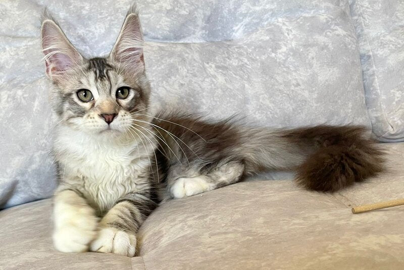 Gina Maine Coon female, black tortie silver with white tabby