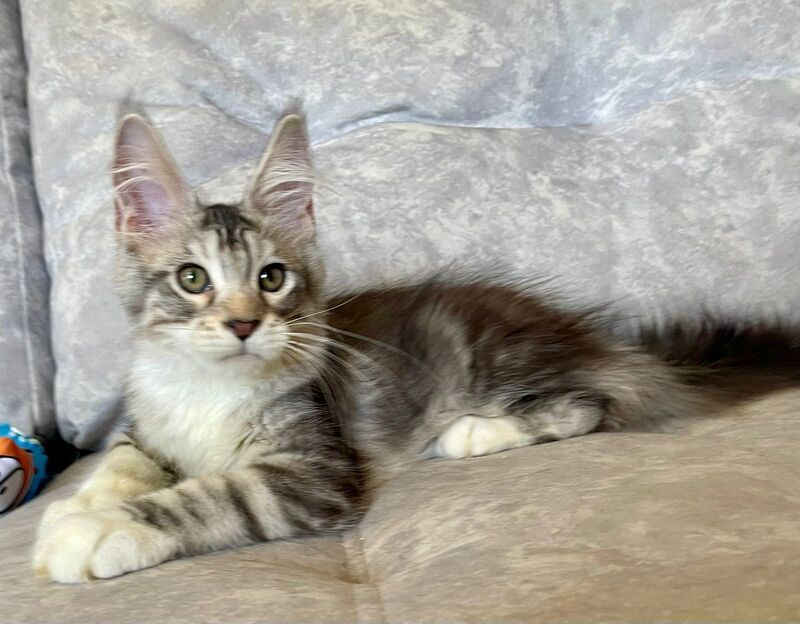 Gina Maine Coon female, black tortie silver with white tabby