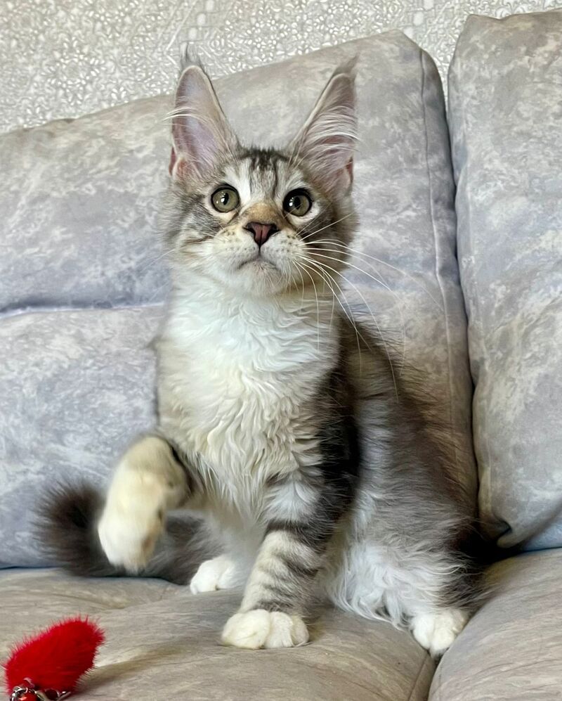 Gina Maine Coon female, black tortie silver with white tabby