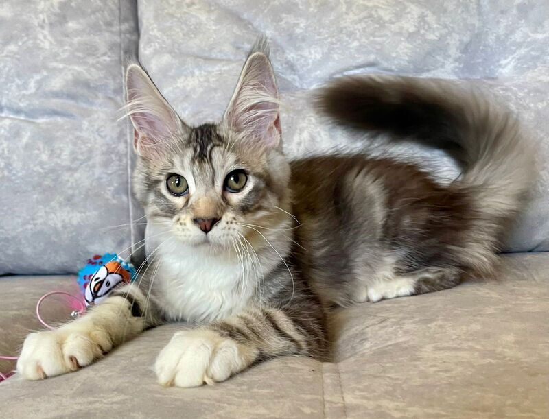 Gina Maine Coon female, black tortie silver with white tabby
