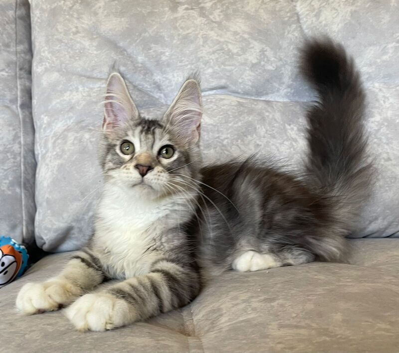 Gina Maine Coon female, black tortie silver with white tabby
