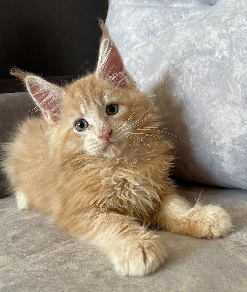 Irbis Maine Coon male, cream tabby