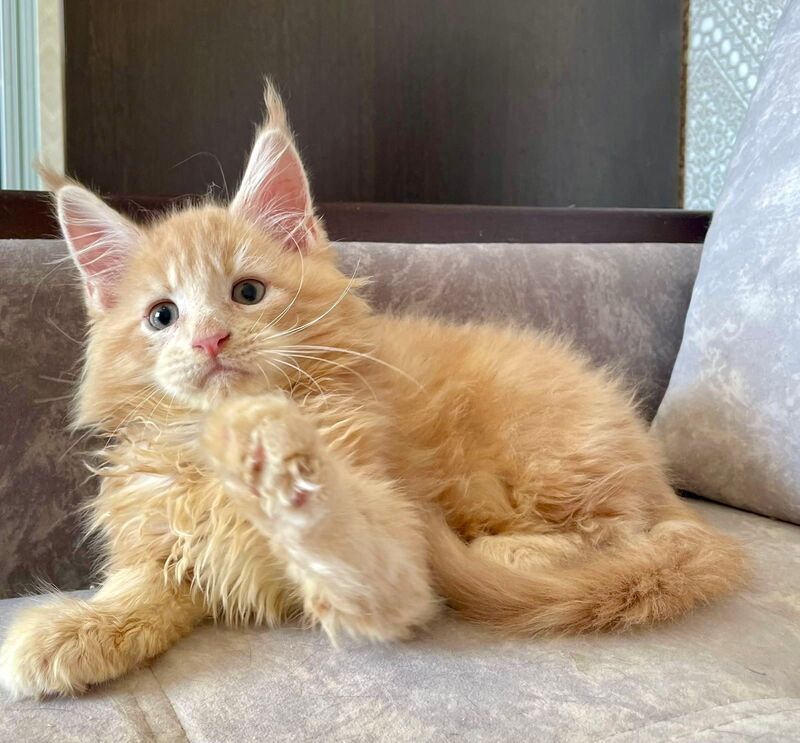 Irbis Maine Coon male, cream tabby
