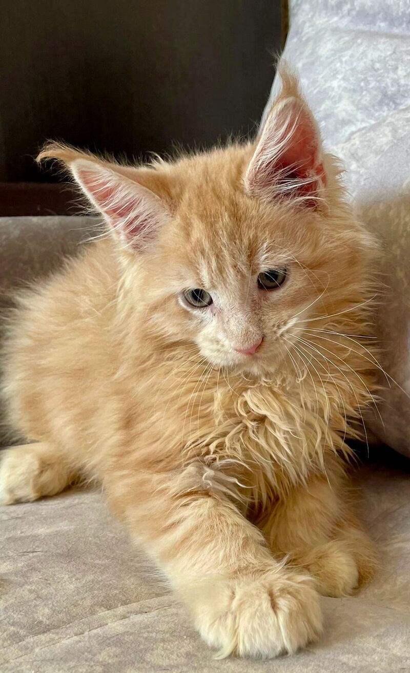 Irbis Maine Coon male, cream tabby