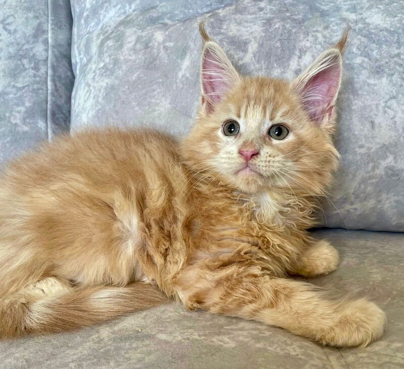 Irbis Maine Coon male, cream tabby