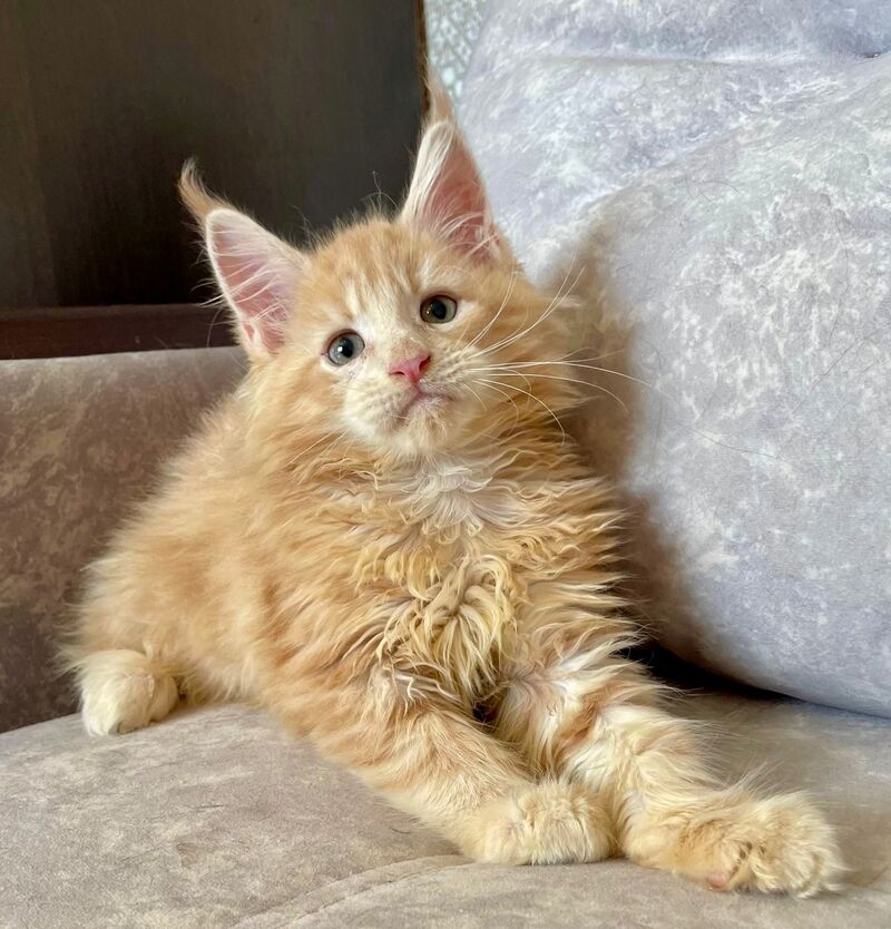 Irbis Maine Coon male, cream tabby
