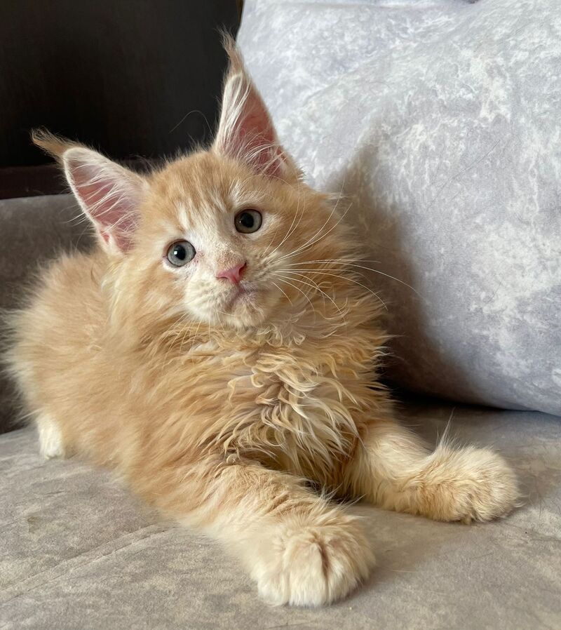 Irbis Maine Coon male, cream tabby