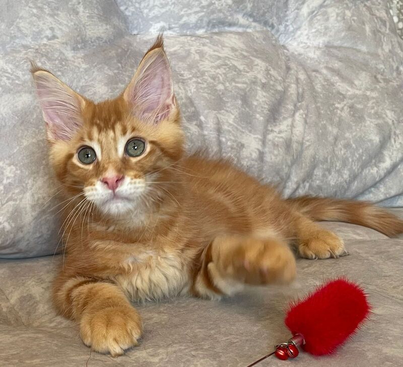 Rocky Maine Coon male, red tabby