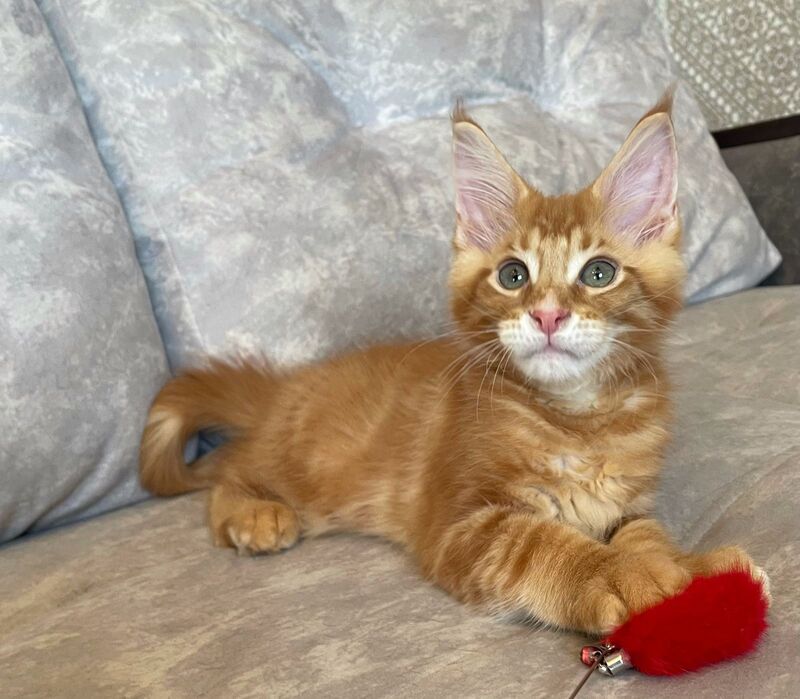Rocky Maine Coon male, red tabby