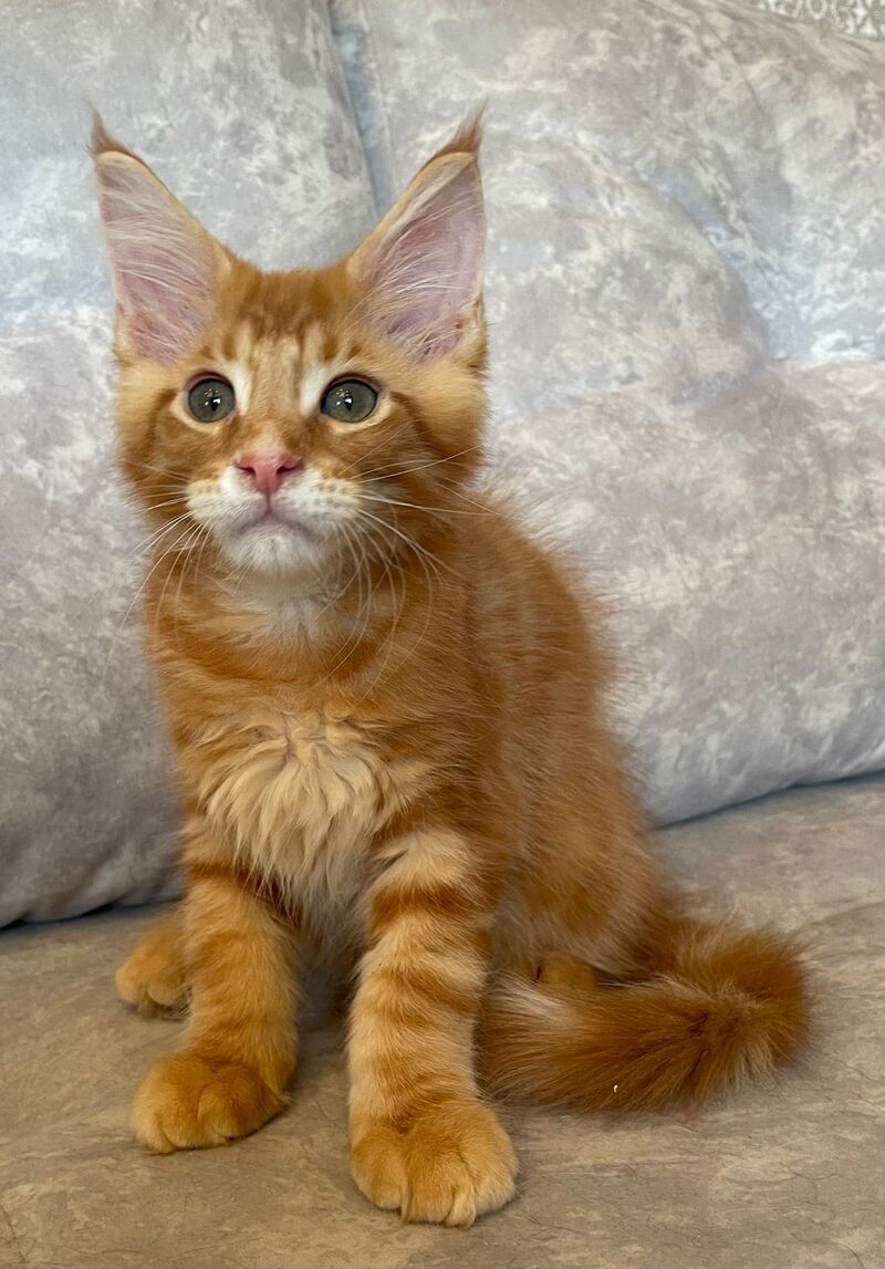 Rocky Maine Coon male, red tabby