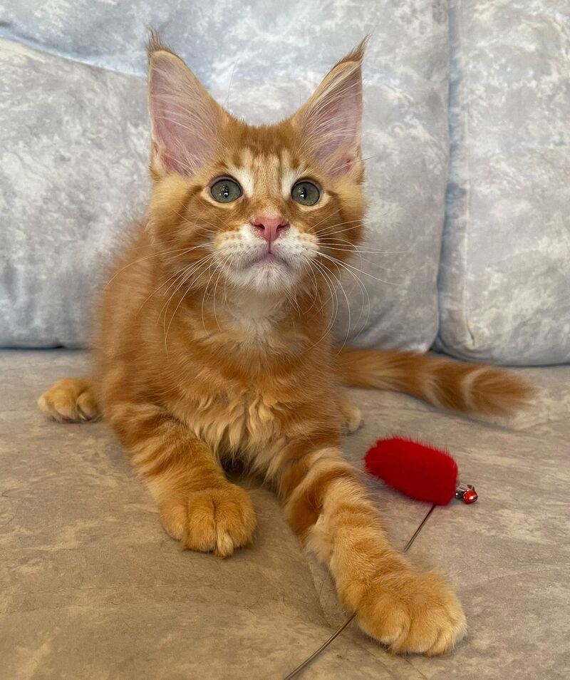 Rocky Maine Coon male, red tabby