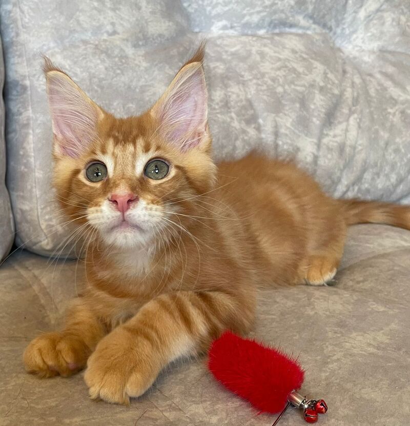 Rocky Maine Coon male, red tabby