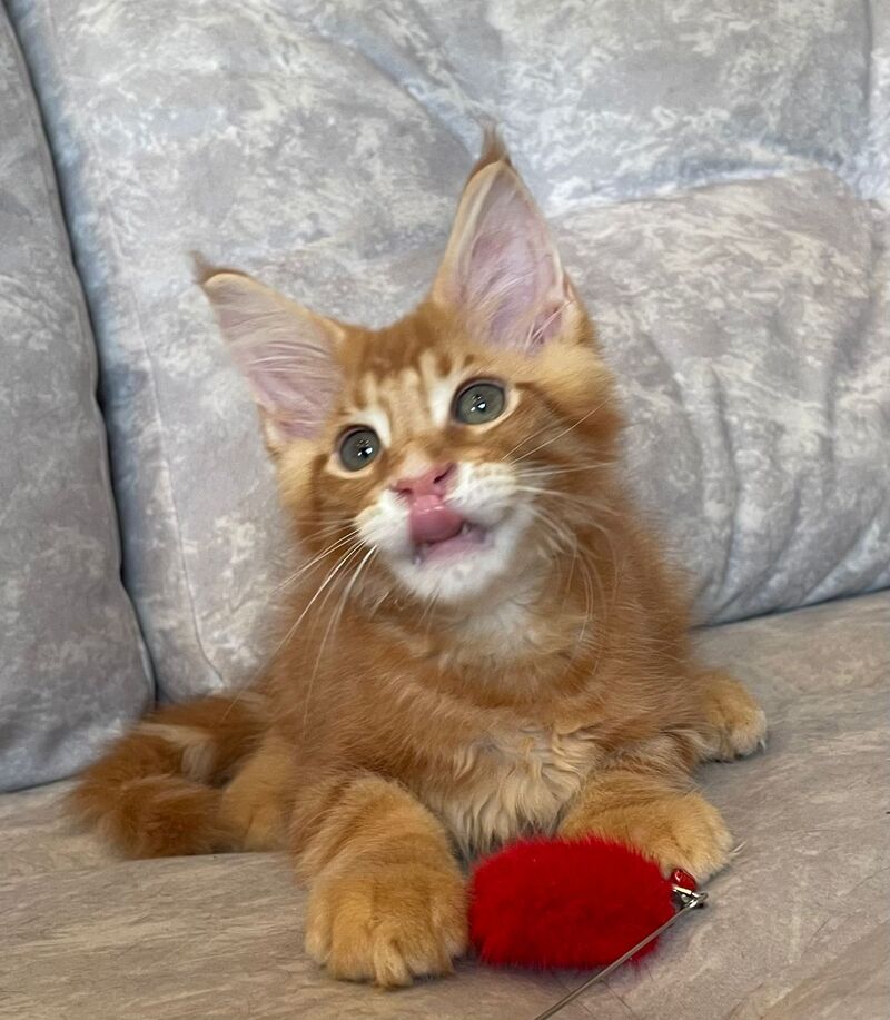 Rocky Maine Coon male, red tabby