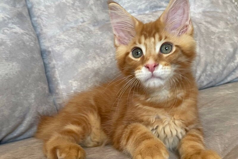 Rocky Maine Coon male, red tabby