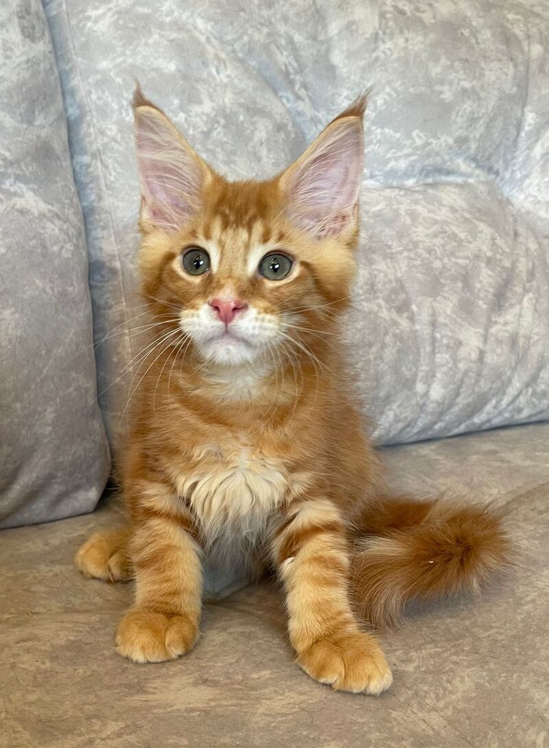 Rocky Maine Coon male, red tabby