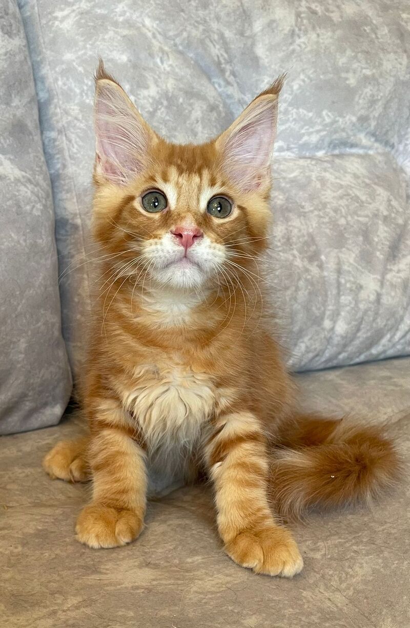 Rocky Maine Coon male, red tabby