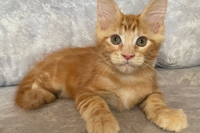 Han Maine Coon male, red