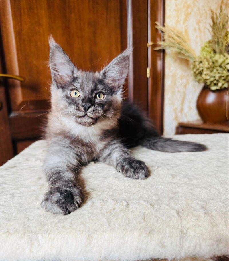 Shakira Maine Coon female, black silver