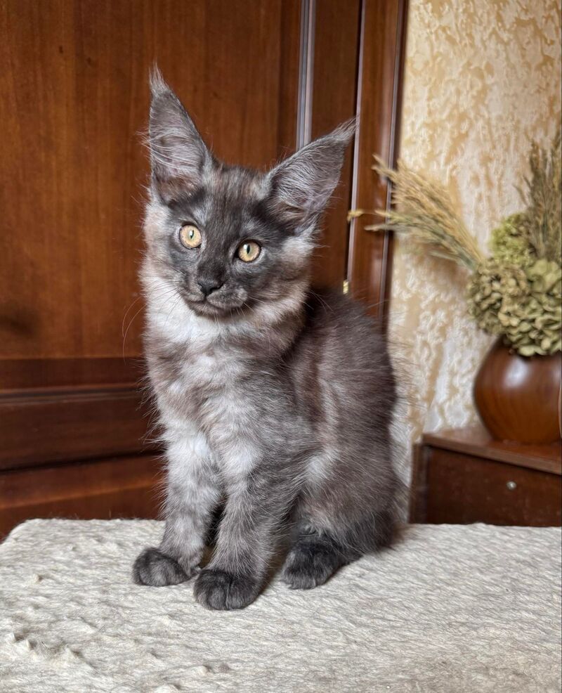 Shakira Maine Coon female, black silver