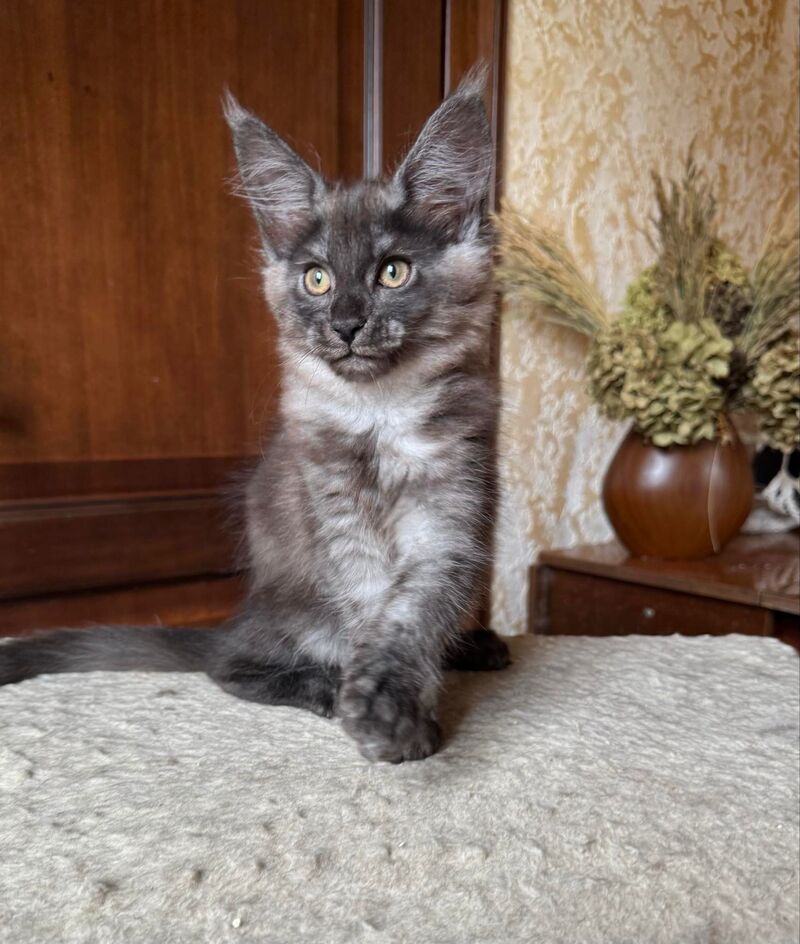 Shakira Maine Coon female, black silver