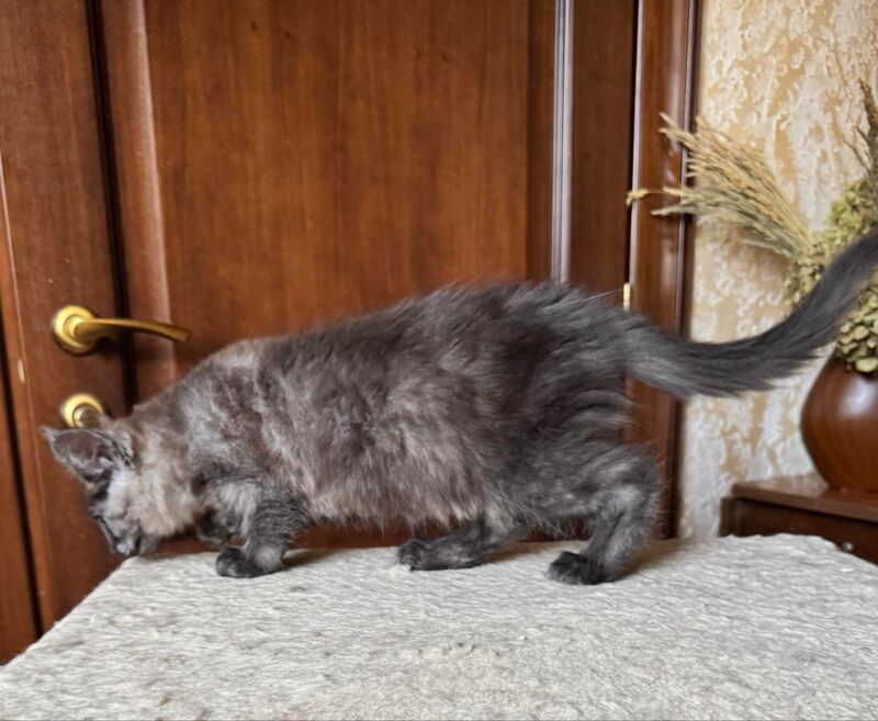 Shakira Maine Coon female, black silver