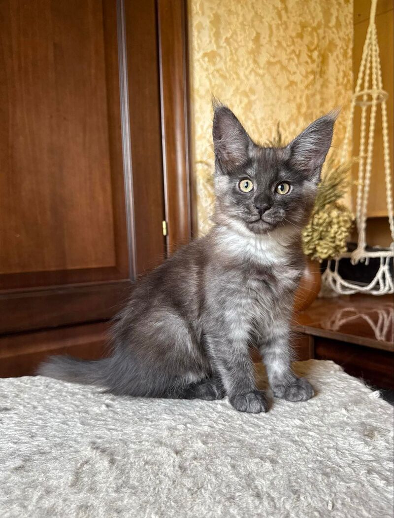 Shakira Maine Coon female, black silver