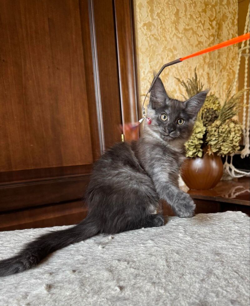 Shakira Maine Coon female, black silver