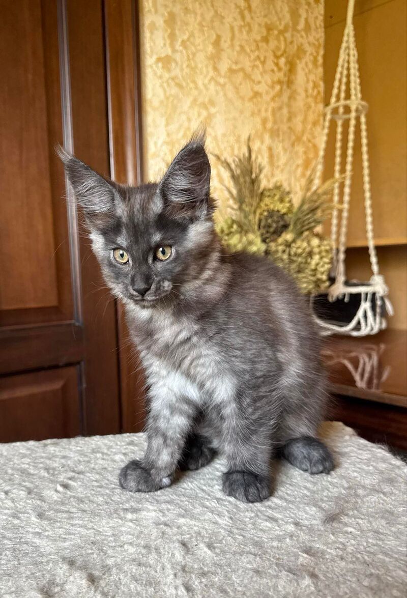 Shakira Maine Coon female, black silver
