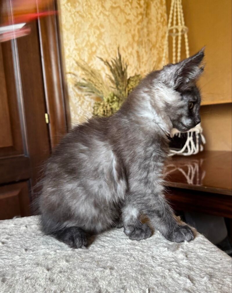 Shakira Maine Coon female, black silver