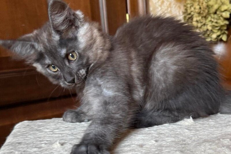 Shakira Maine Coon female, black silver
