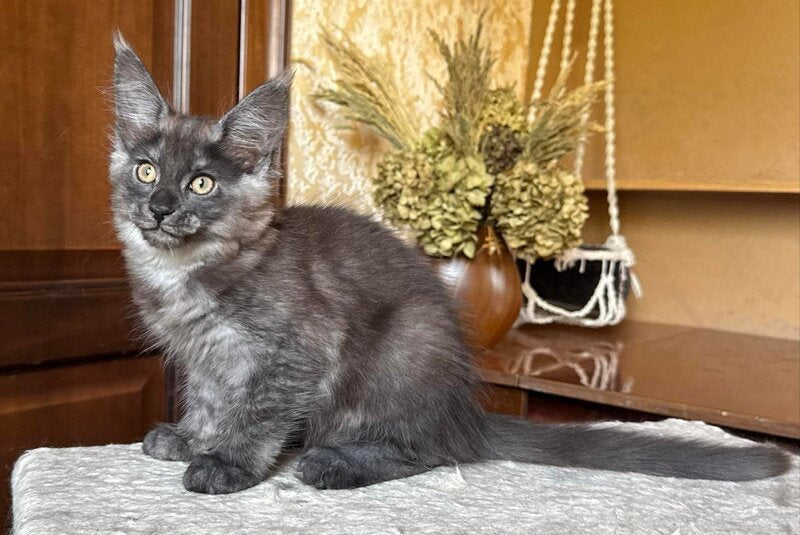 Shakira Maine Coon female, black silver
