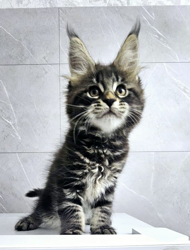 Koks Maine Coon male, black tabby