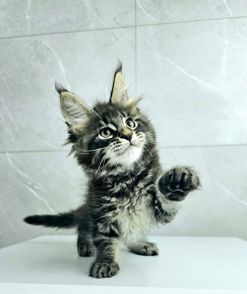 Koks Maine Coon male, black tabby