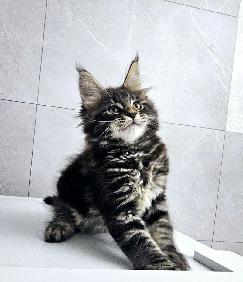 Koks Maine Coon male, black tabby